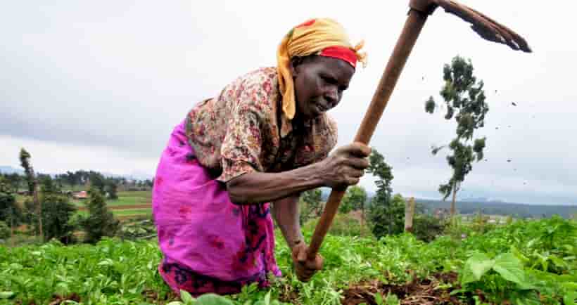 agriculture afrique