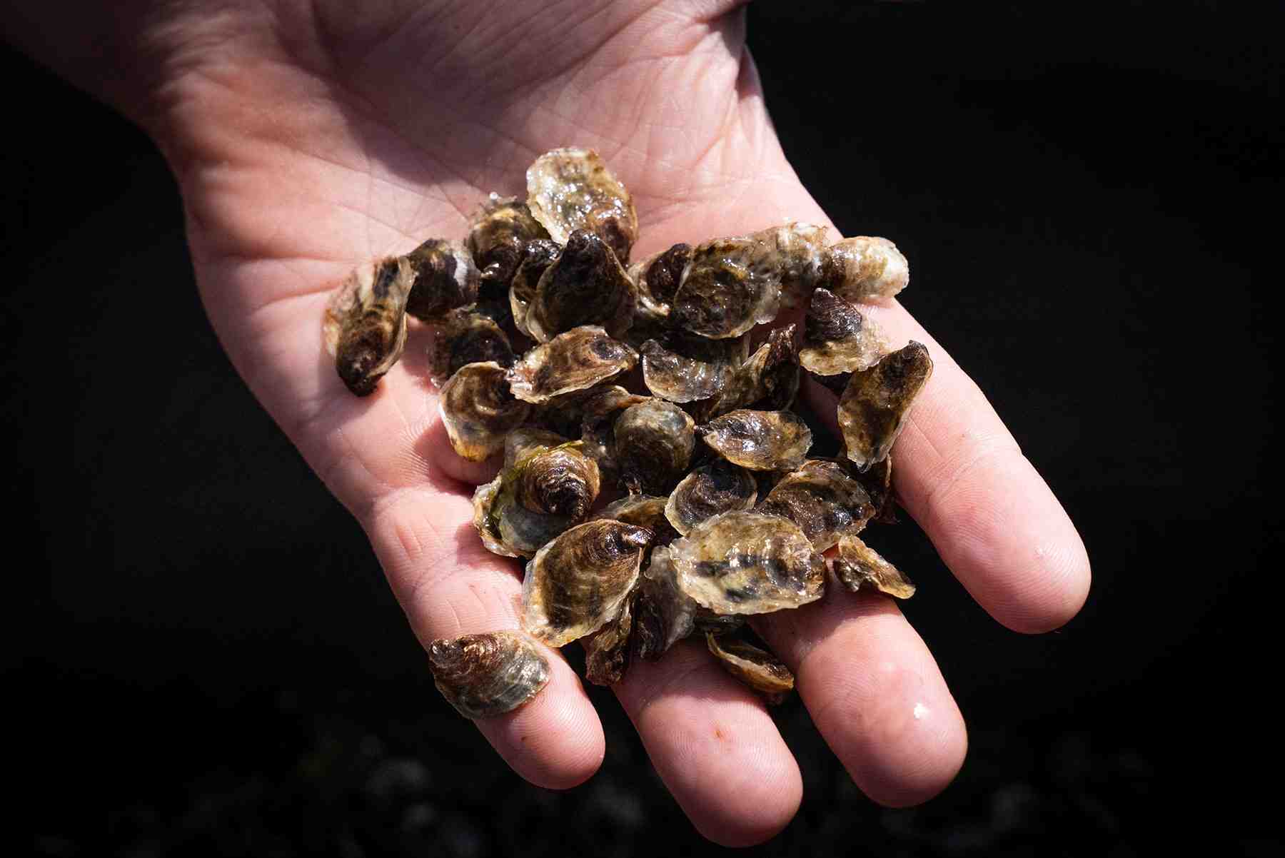 Vendée Naissain produit plus d'1,2 milliard de naissains d'huîtres par an.