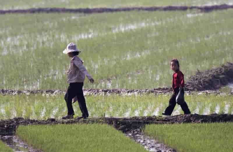 L'onu redoute des penuries alimentaires en coree du nord