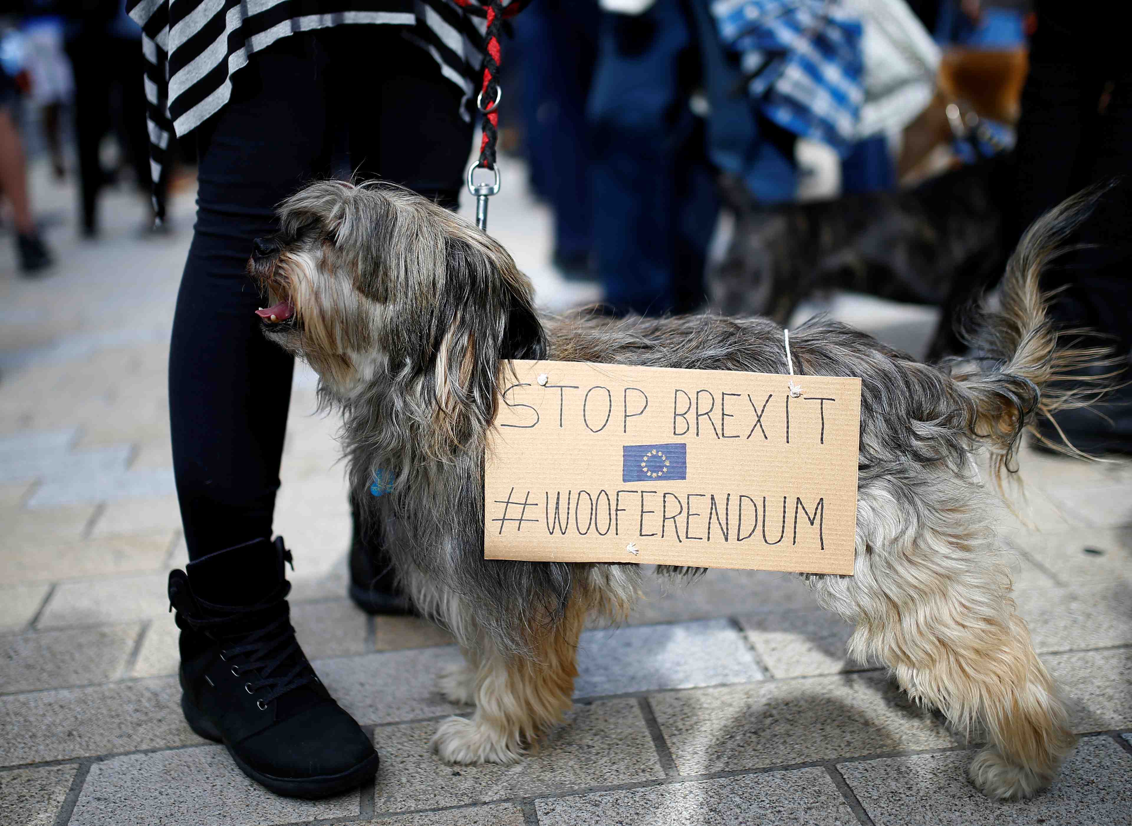 Manifestation canine contre le brexit a londres