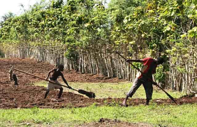 riz riziculture sénégal