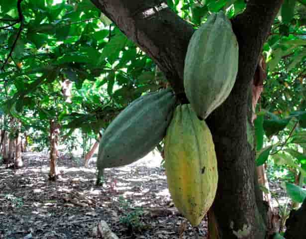 La Côte d'Ivoire et le Ghana représente environ 60% de la production mondiale de cacao.