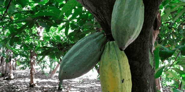 cacao cacaoyer