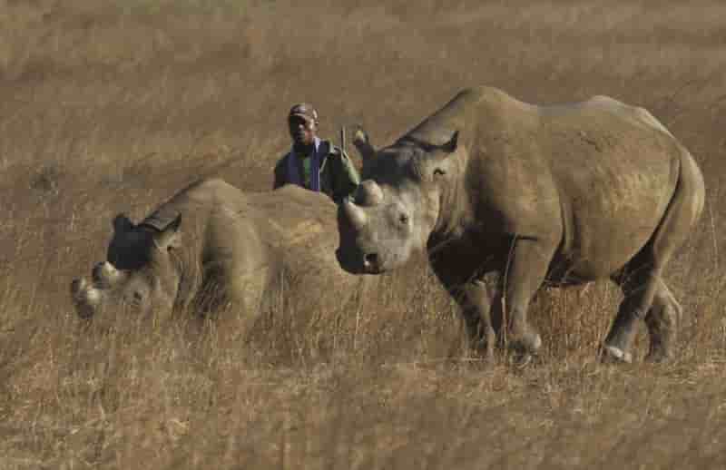 Le kenya ouvre une enquete apres la mort de neuf rhinoceros noirs