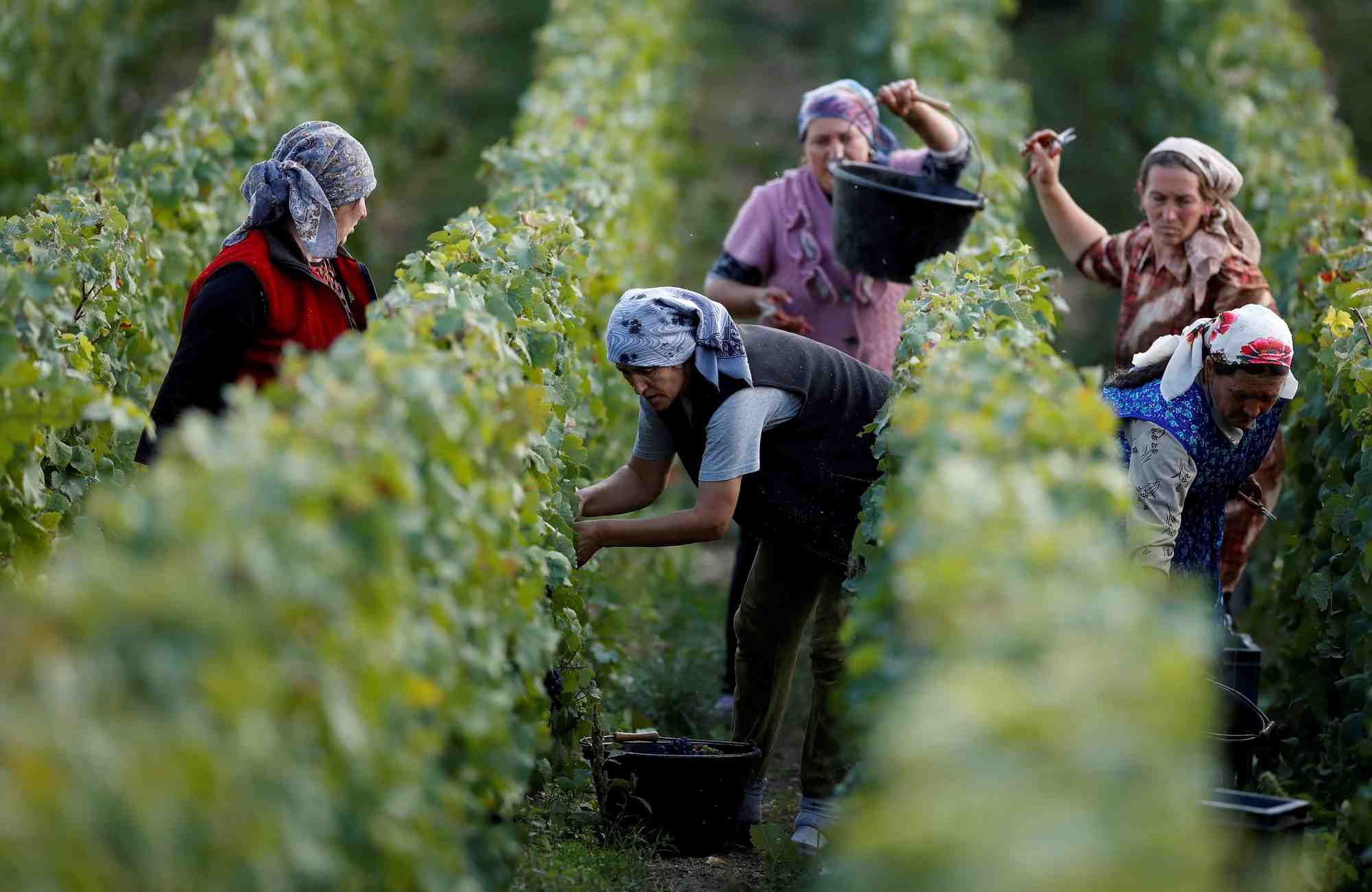 Des ouvriers ramassent des raisins dans un vignoble taittinger lors de la traditionnelle recolte de vin de champagne a pierry