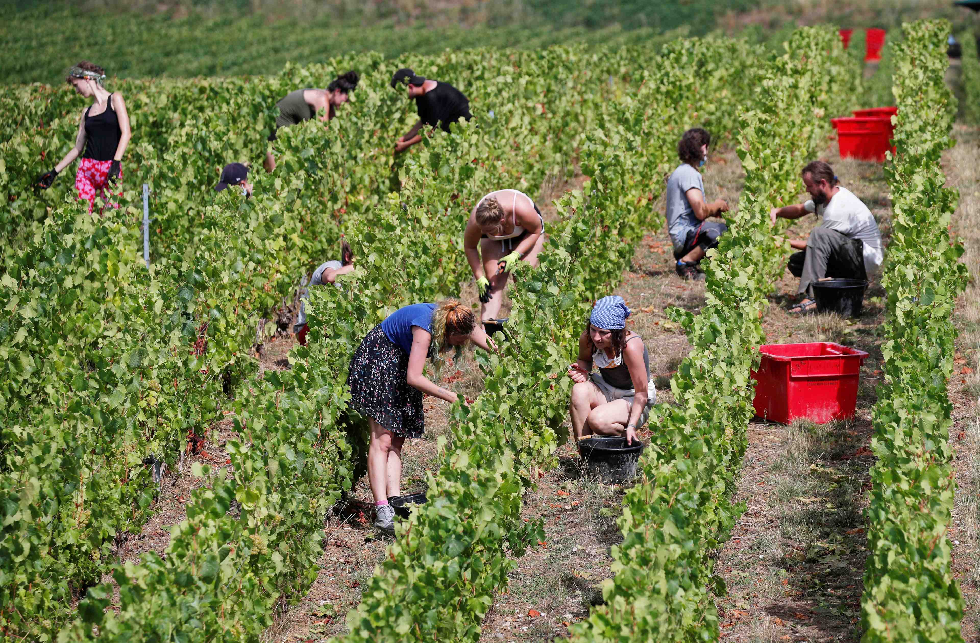 L'ue accroit ses aides aux secteurs du vin et des fruits et legumes
