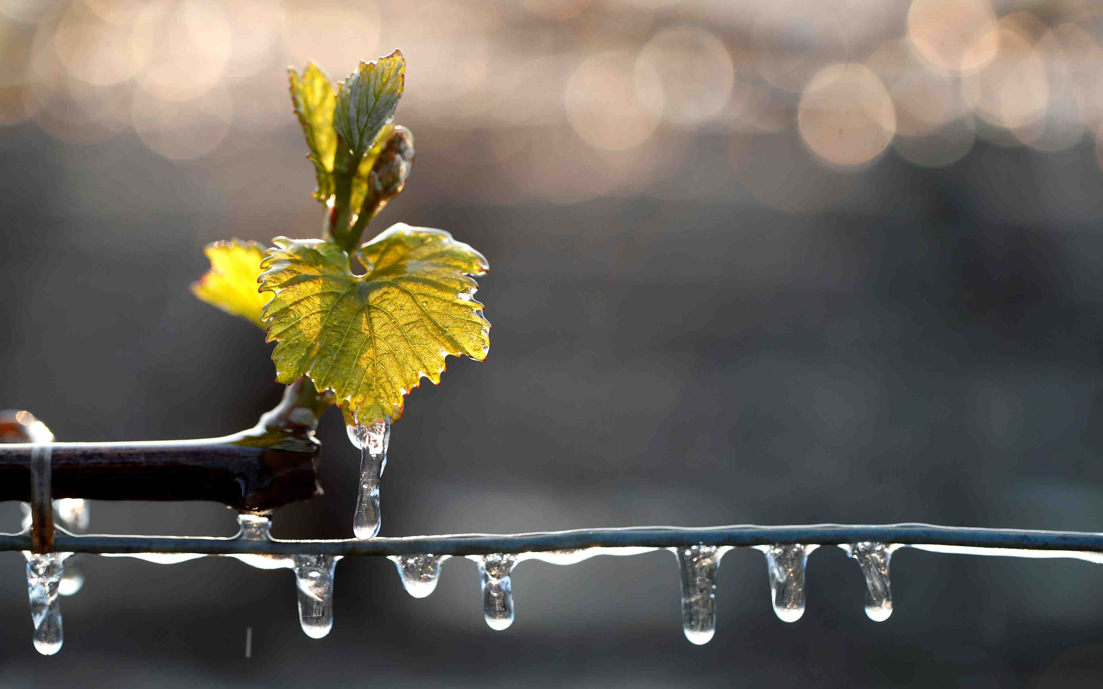 Le vignoble bordelais pourrait perdre 50% de sa recolte par le gel