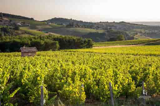 Le nouveau visage des Vignerons du Beaujolais