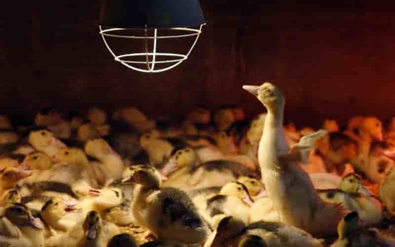 8.500 canards euthanasies dans les deux-sevres