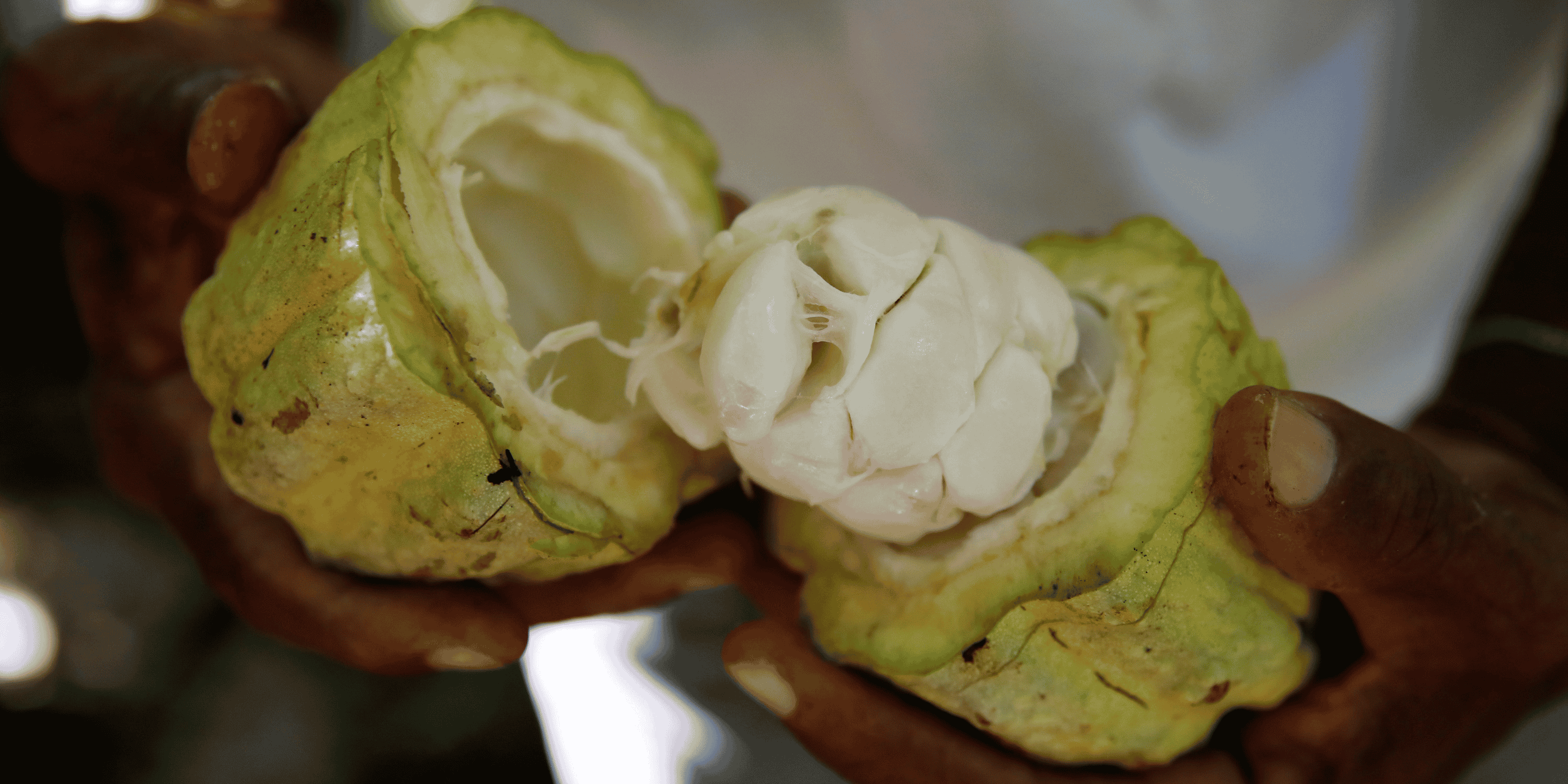 Cacao