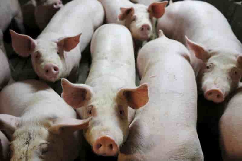 Les agriculteurs manifestent contre la faiblesse des cours de leurs productions