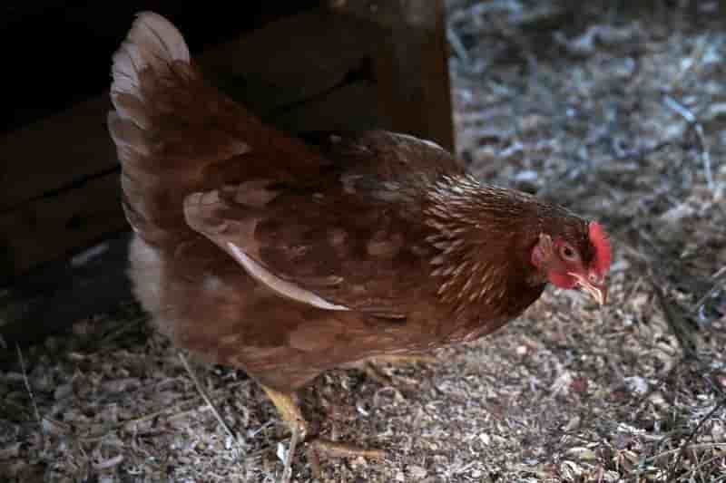 Fin du risque epizootique de grippe aviaire