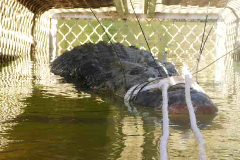 Un crocodile marin de pres de 5 metres capture en australie