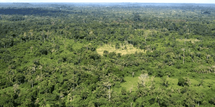 foret liberia
