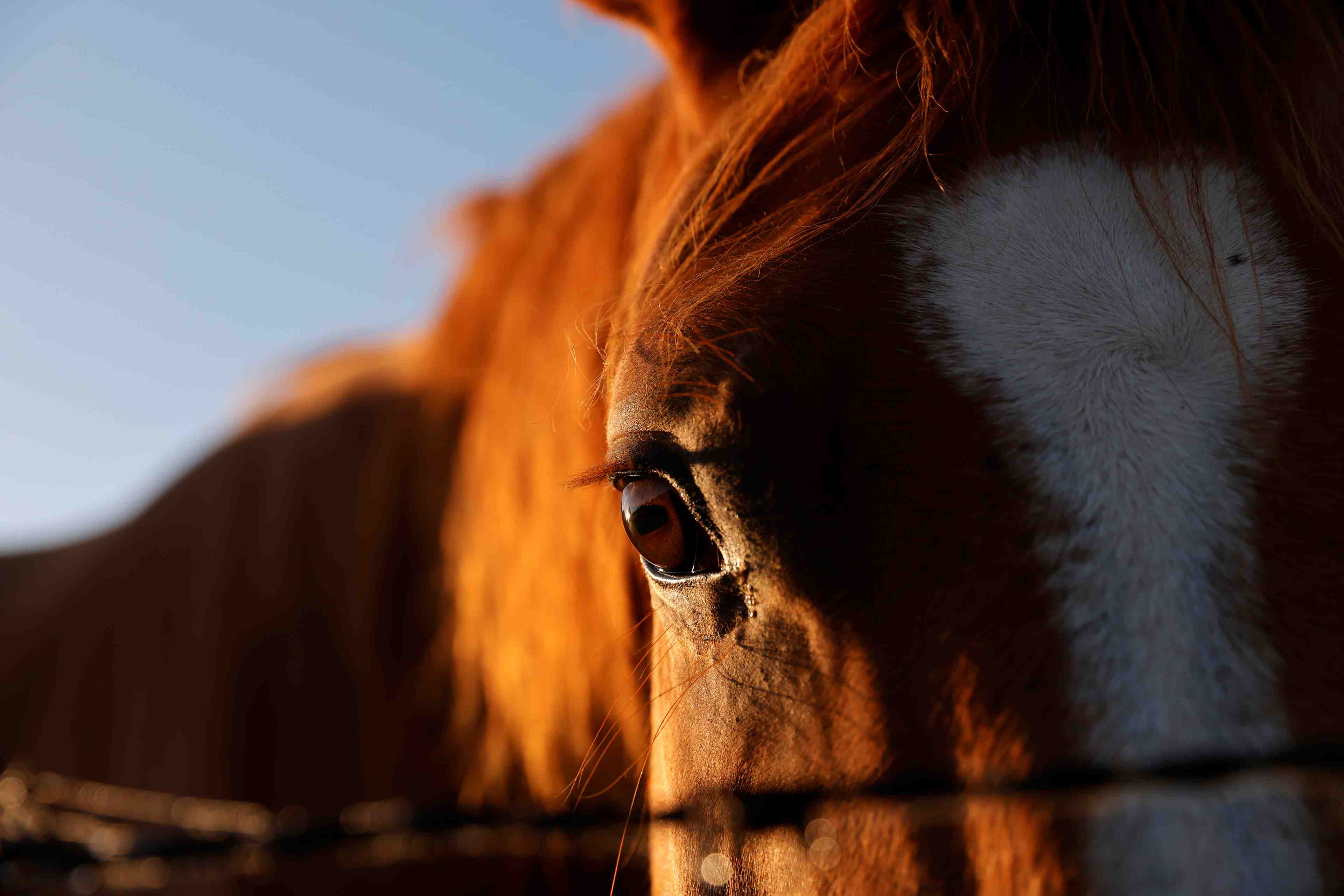 Chevaux mutiles: un homme arrete dans le haut-rhin
