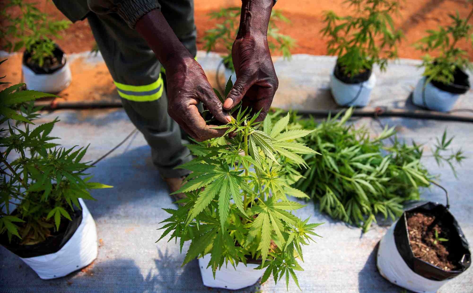 Les agriculteurs zimbabweens esperent profiter du boom du cannabis therapeutique