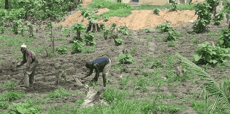 agriculture Togo