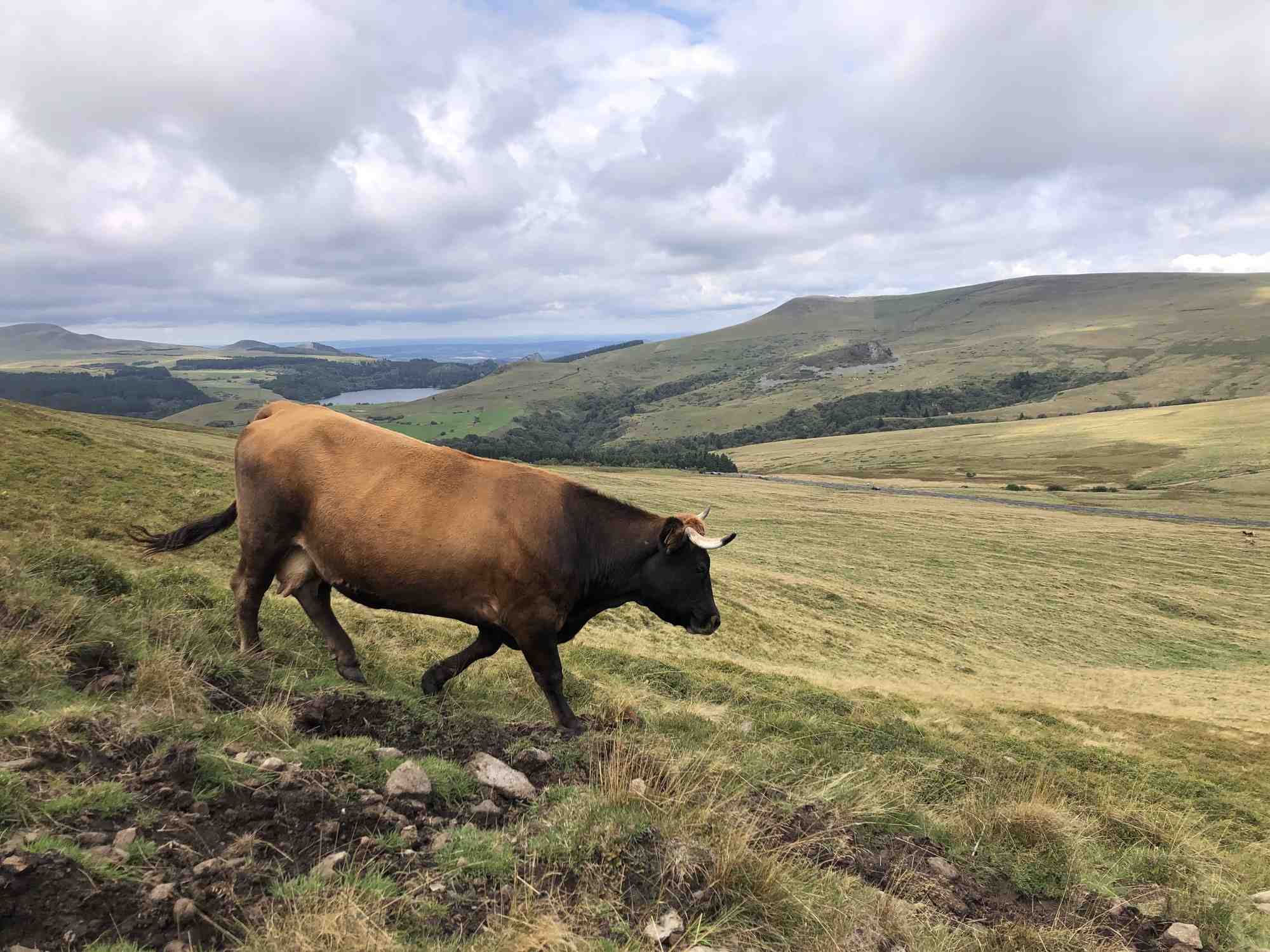 Le Massif central compte aujourd'hui 22.500 exploitations de bovins viande ou mixte et 5.500 exploitations en bovins lait.