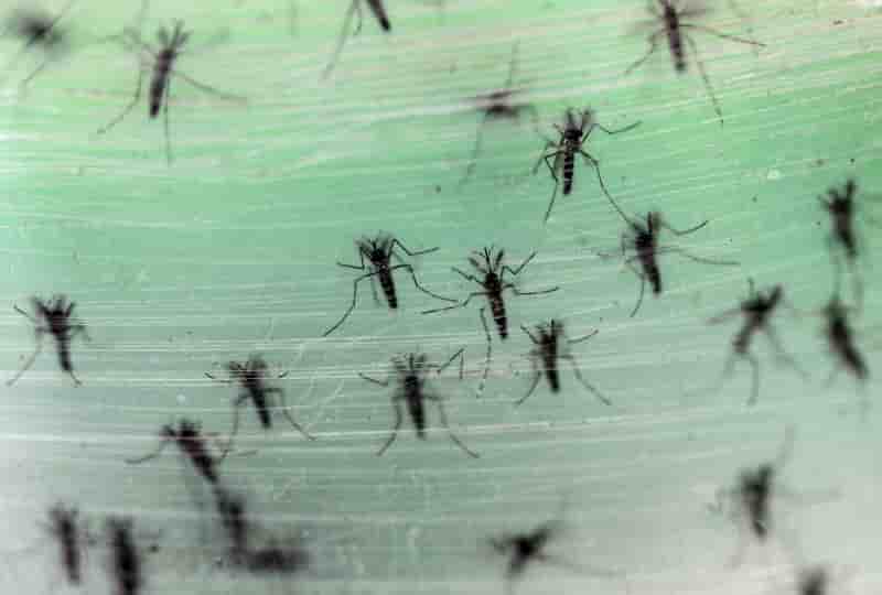 Debut d'epidemie du virus zika observee en martinique et en guyane