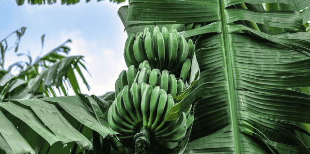 Banane fruiticulture agriculture fruit