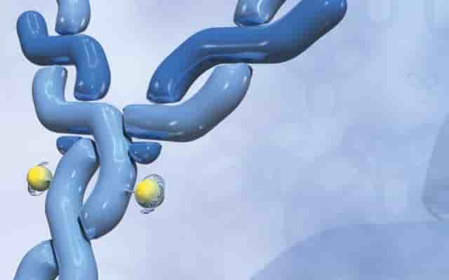 Anticorps ADN biotech