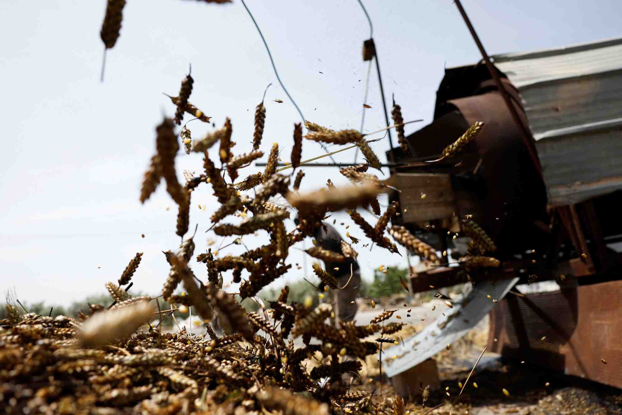 Des ouvriers palestiniens transforment le ble en freekeh pres de jenin