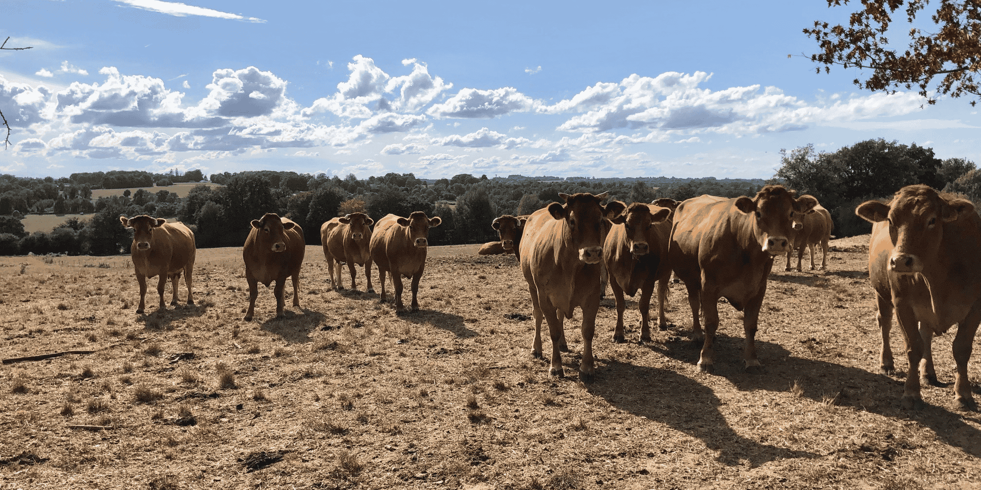 Des vaches limousines en Haute-Vienne.