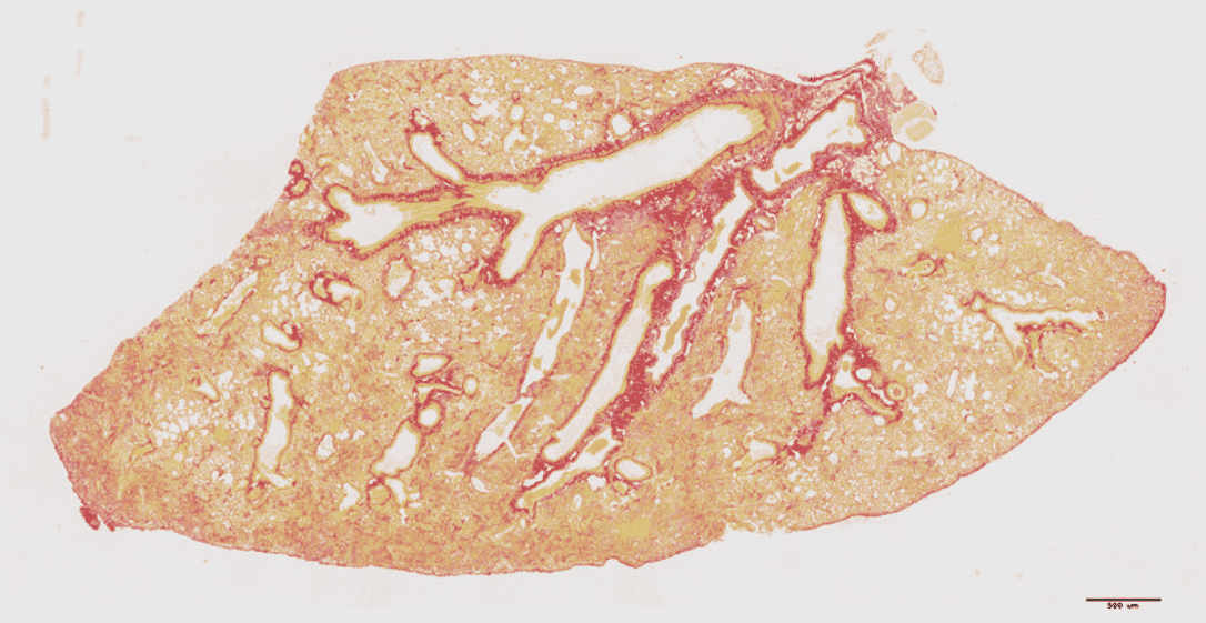 Biocellvia