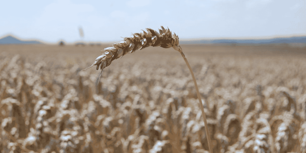 Baisse céréales