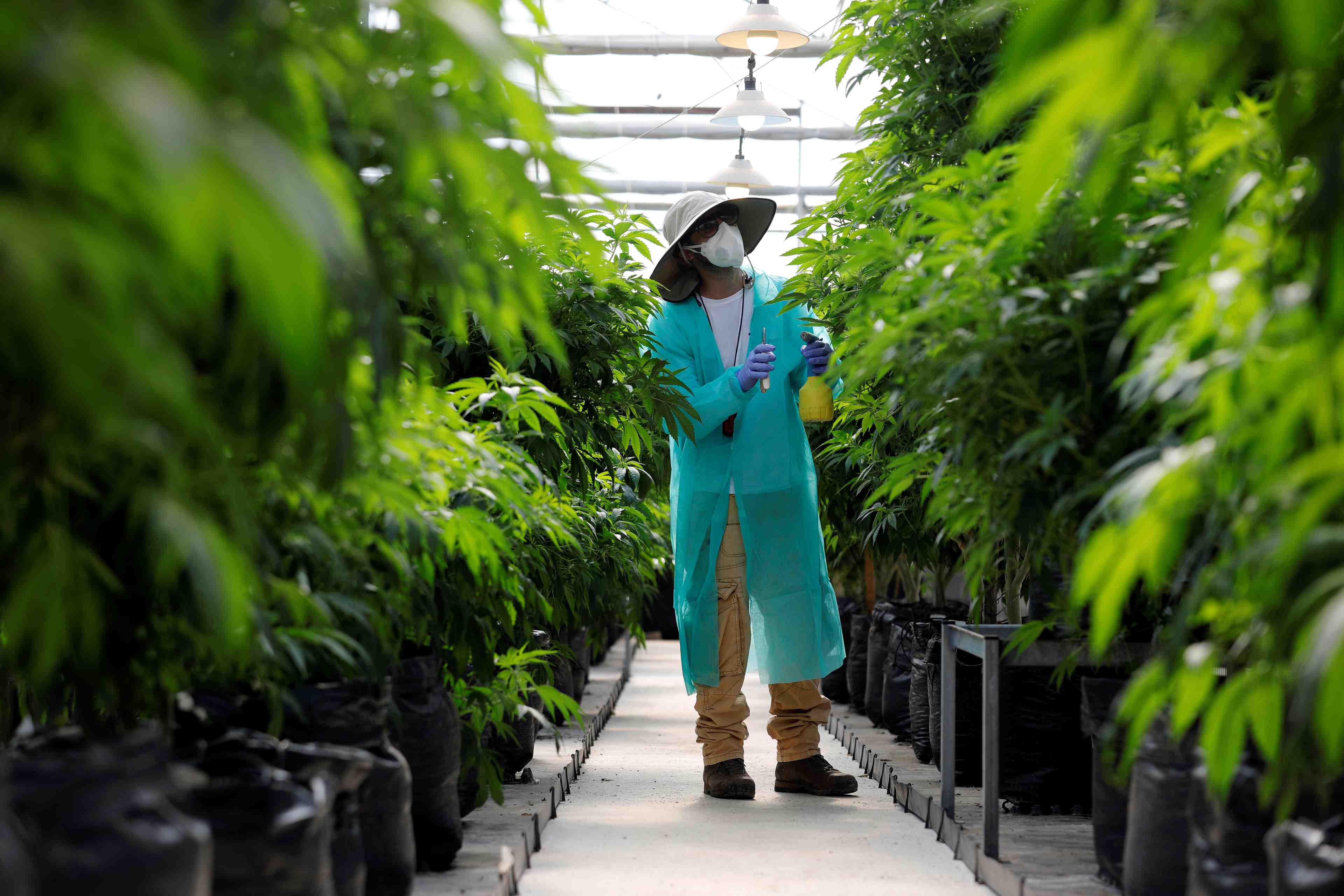 Cannabis medical: le francais green leaf repris par emmac