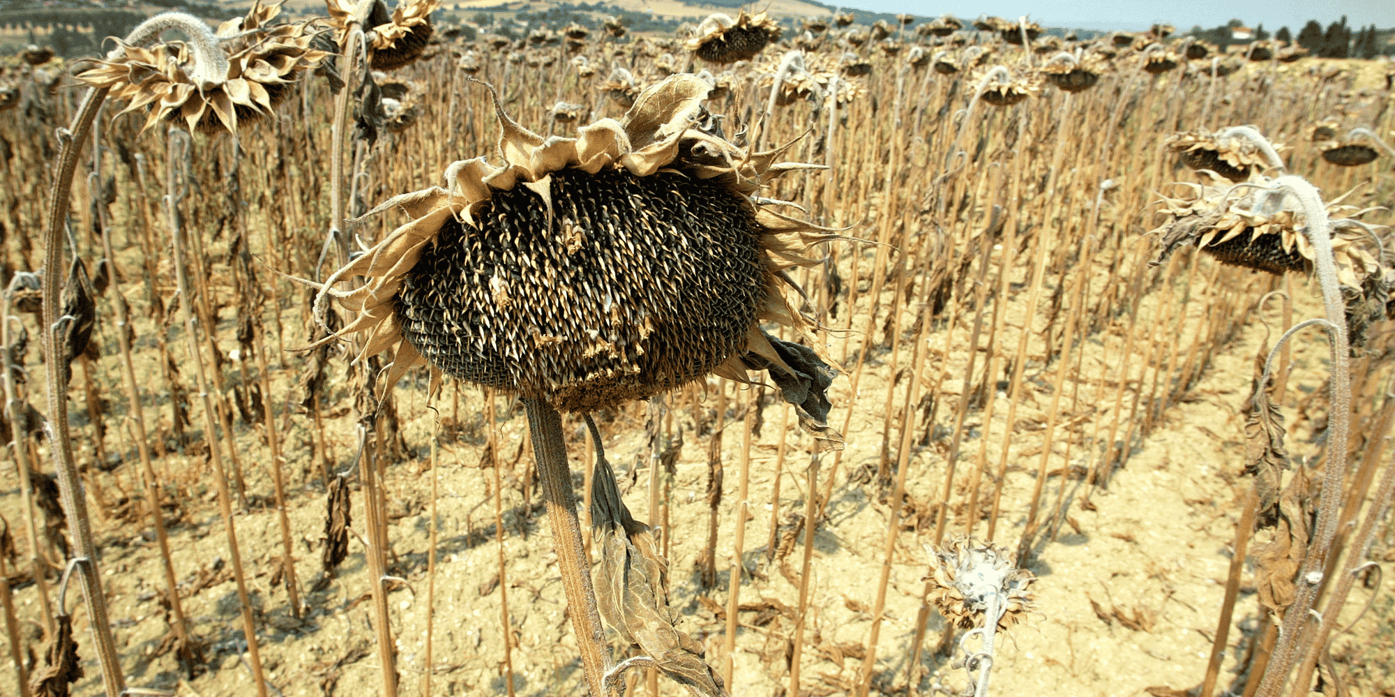 sécheresse, drought fields, France