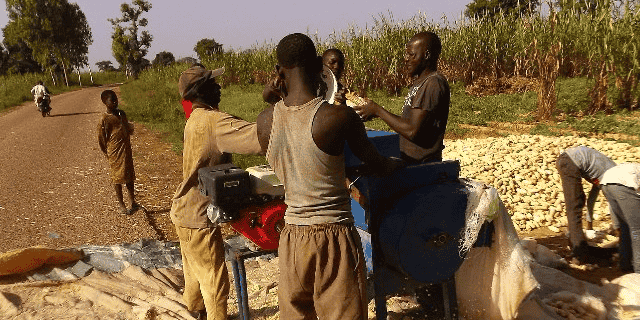 agriculture mais Nigeria