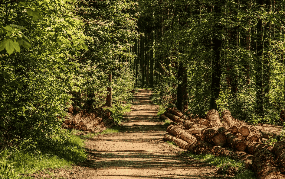 Foret