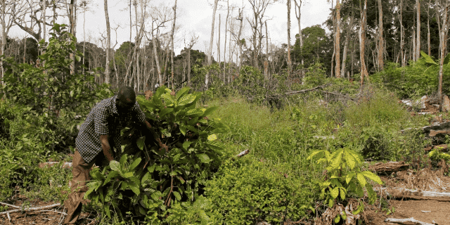 deforestation forêt Côte d'Ivoire Cacao