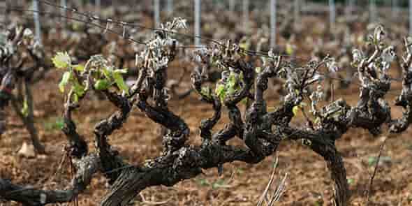 vignes gelées