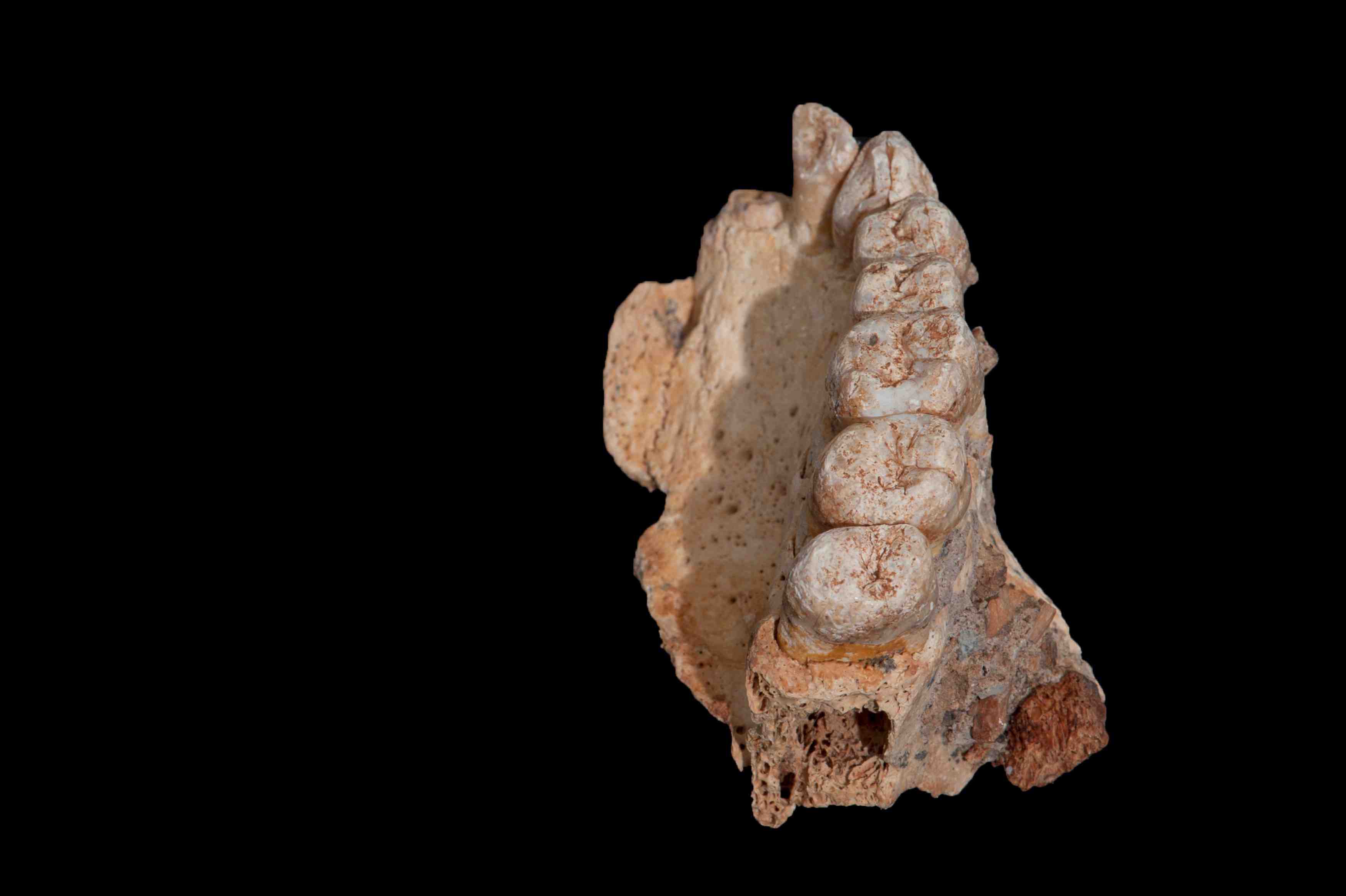Les plus anciens restes d'homo sapiens, hors d'afrique, decouverts en israel