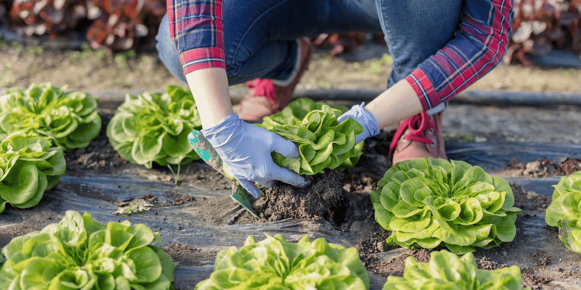 alimentation, circuit court, agriculture