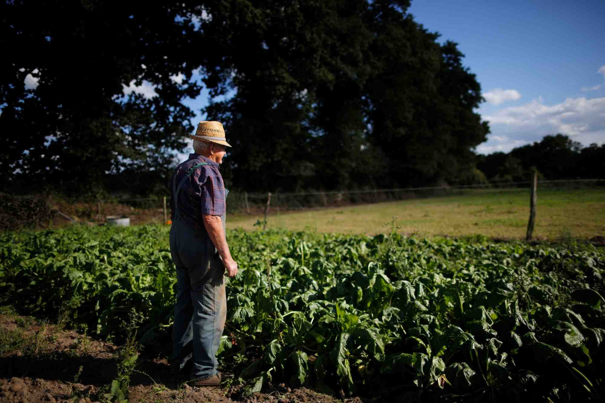 fermier, champ, agriculteur, paysan, betterave, agriculture, avenir