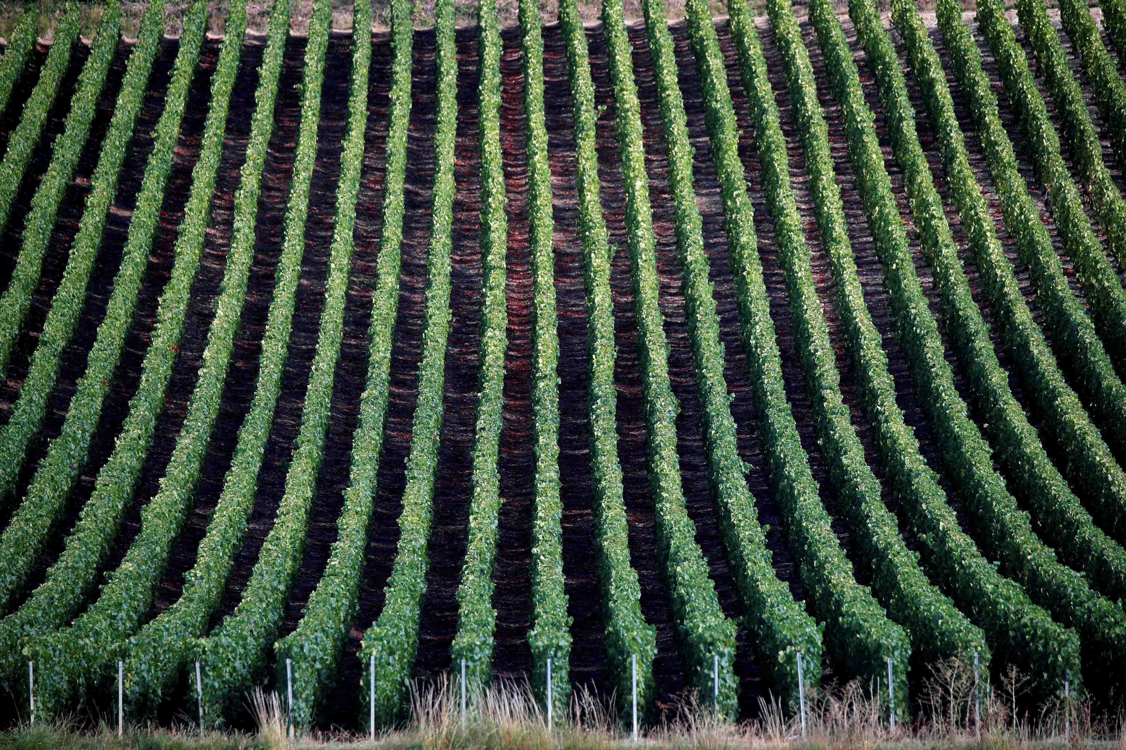 Les expeditions de champagne ont chute de 18% en 2020 avec la pandemie