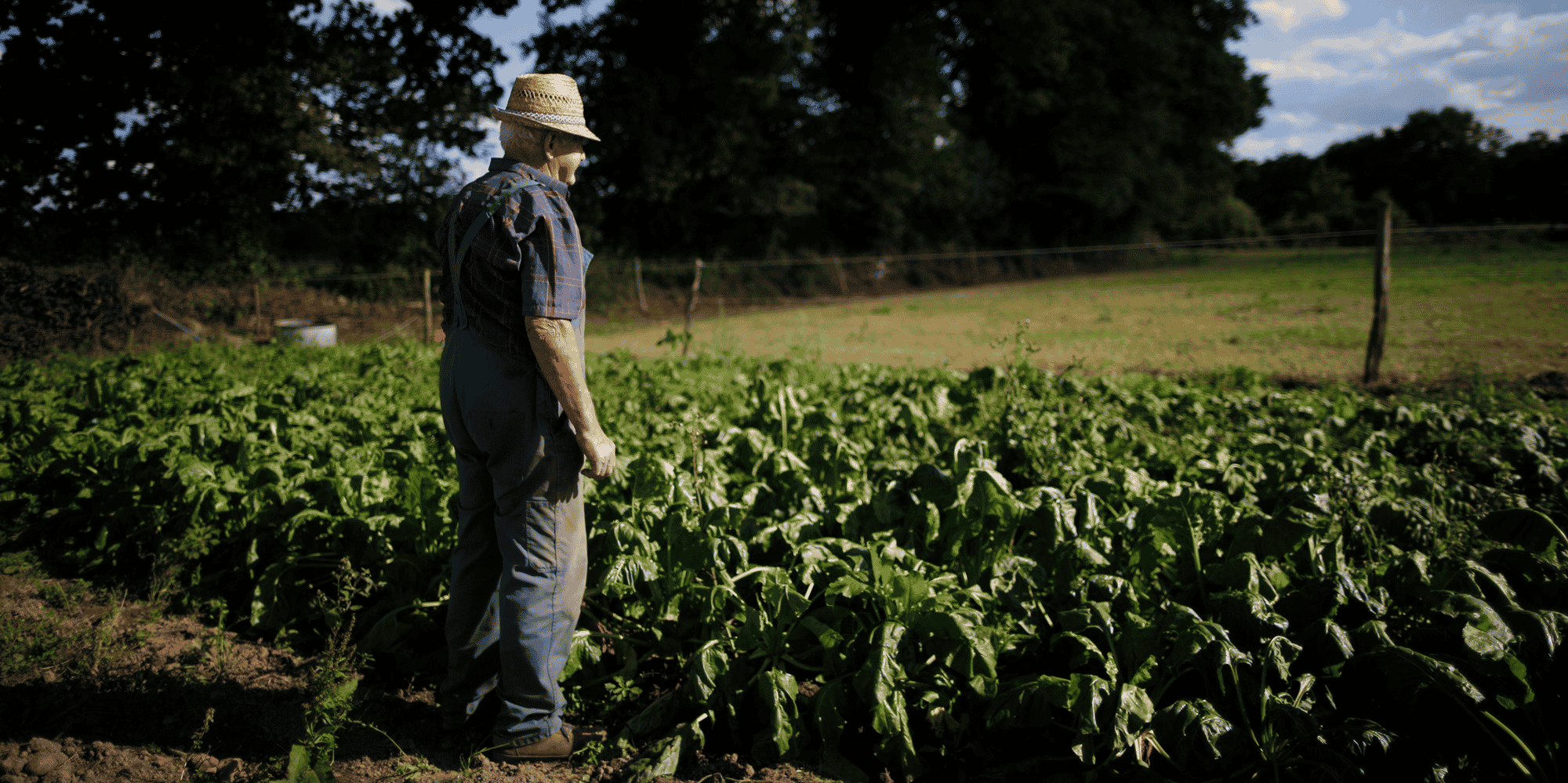 fermier, champ, agriculteur, paysan, betterave, agriculture, avenir