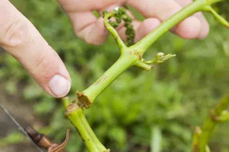 Etat de catastrophe naturelle reclame pour certains vignobles