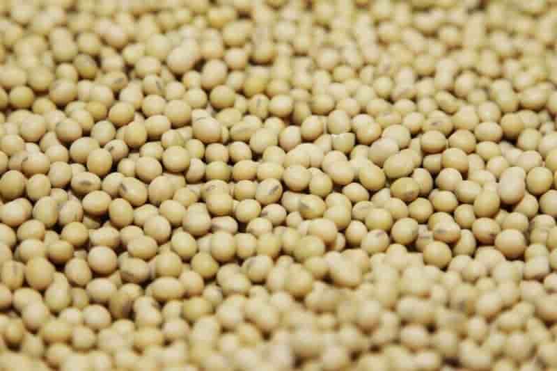 Le parlement europeen enterine l'accord sur les ogm