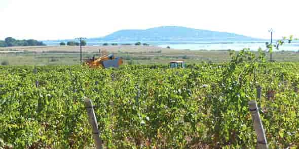 Vendanges 2020 à Marseillan (34)