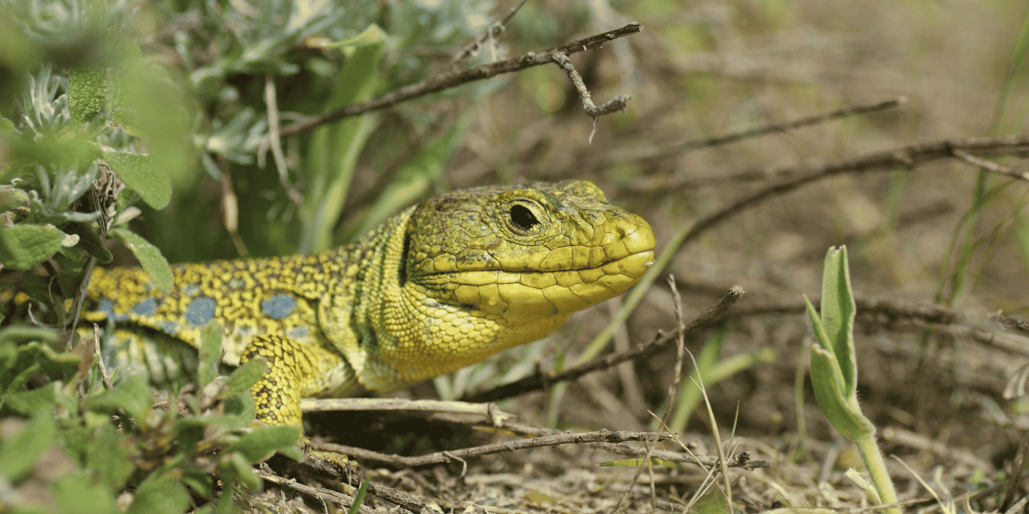 Lézard