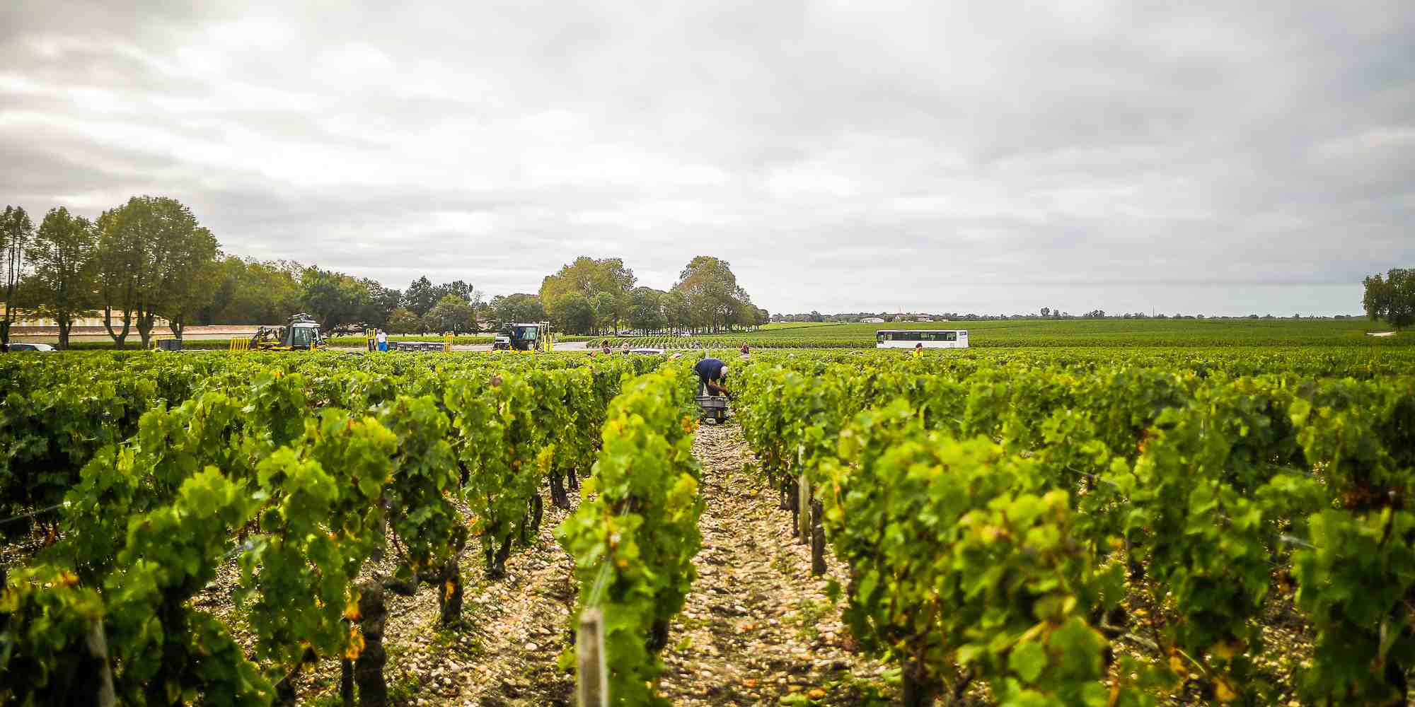 Médoc vignes