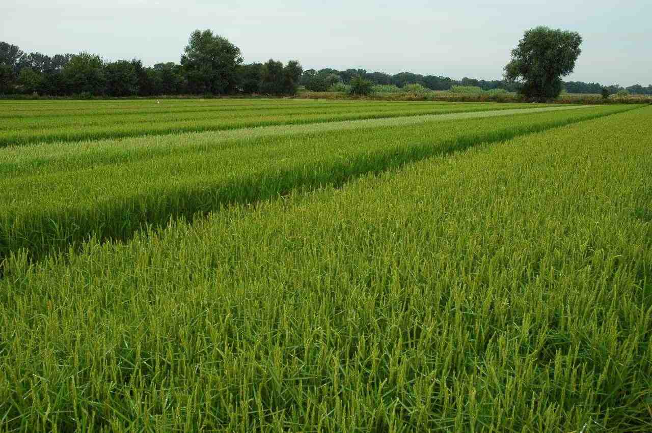 La filière rizicole de Camargue représente aujourd'hui 11.500 hectares, dont le quart situé dans le département du Gard.