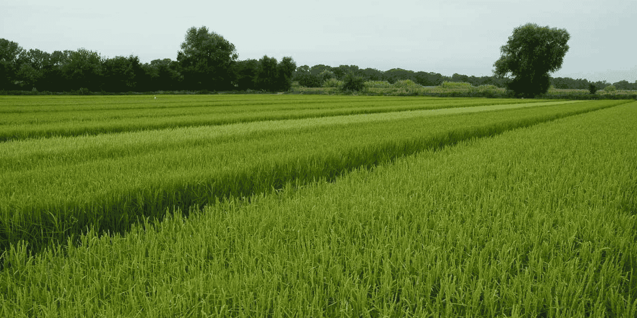 La filière rizicole de Camargue, dont les exploitations sont basées dans le Gard, les Bouches du Rhône et un peu l'Aude, produit 20% de la consommation française de riz.
