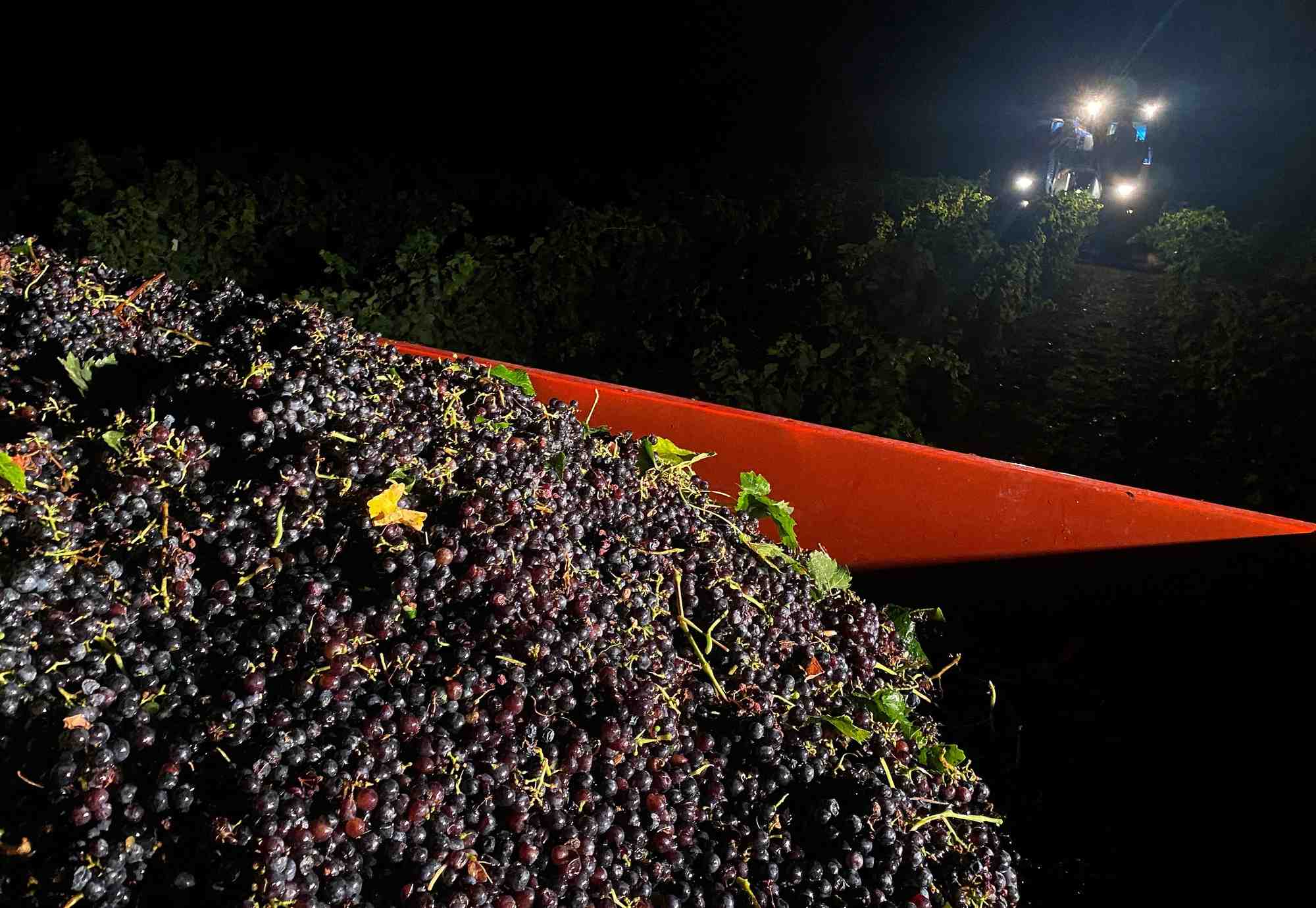 La canicule oblige les viticulteurs francais a vendanger de nuit en ardeche