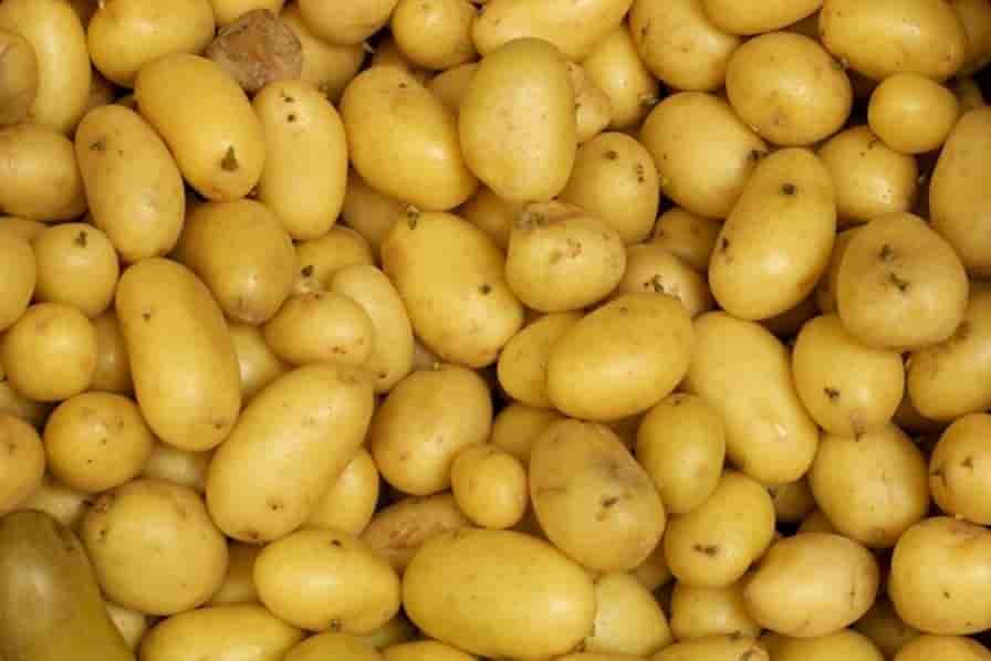 En perte de vitesse, Lunor a construit sa réputation sur la cuisson sous vide de la pomme de terre grenaille, un procédé révolutionnaire à son lancement dans les années 50.