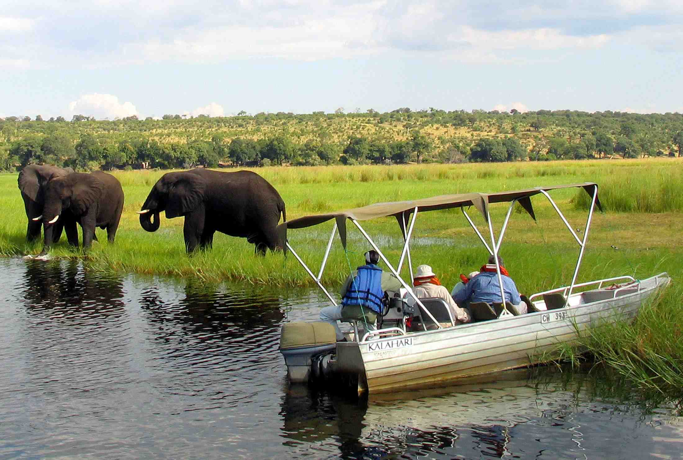 Elephants